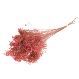 Broom bloom dark pink