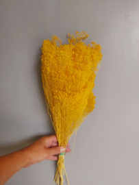 Broom Bloom geel
