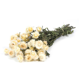 Helichrysum / Strobloem white