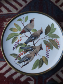 Franklin goldfinch songbirds borden