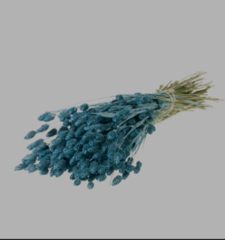 Phalaris Blue Misty