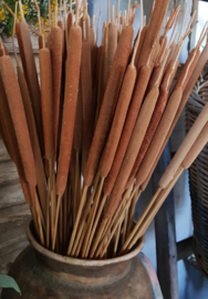 Typha, Lisdodde small bos(5st)