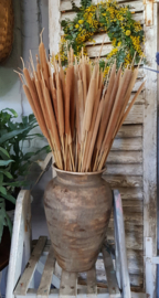 Typha, Lisdodde small bos(5st)