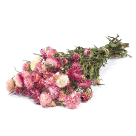 Helichrysum / Strobloem pink