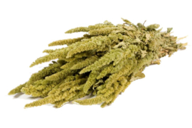 Amaranthus, green naturel