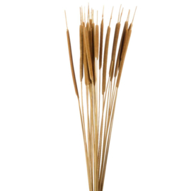 Typha, Lisdodde small bos(5st)