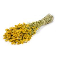 Phalaris/ Kanariegras Yellow