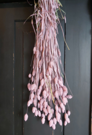 Phalaris Light pink