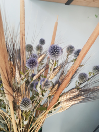 Echinops / Kogeldistels