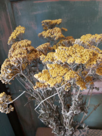 Achillea Moonshine