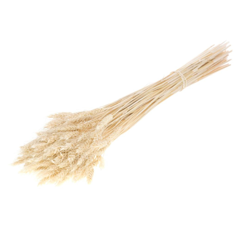 Wheat grass, bleached white