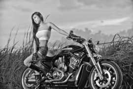 Book - Harley-Davidson V-Rod - SERVICE MANUAL