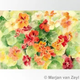 Marjan van Zeyl - Ansichtkaart Oostindische kers