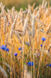 Jan Gerstegraan, een Lughnasadh verhaal