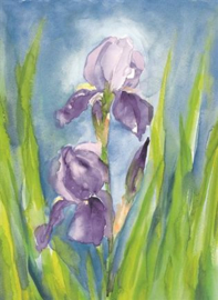 Marjan van Zeyl - Ansichtkaart Iris Germanica