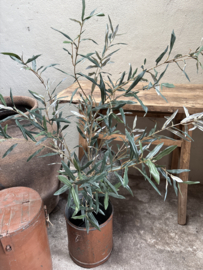 Prachtige olijf olijfboom plant 120 cm struik olive tree