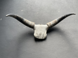 Groot gewei schedel buffel bull koe met hoorns kop
