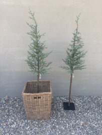 Leuk vergrijsde kerstboom 150 cm kerstboom met lichtjes op voet