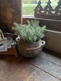 Rozemarijn bush bosje plantje steker green grey kunst 33 cm