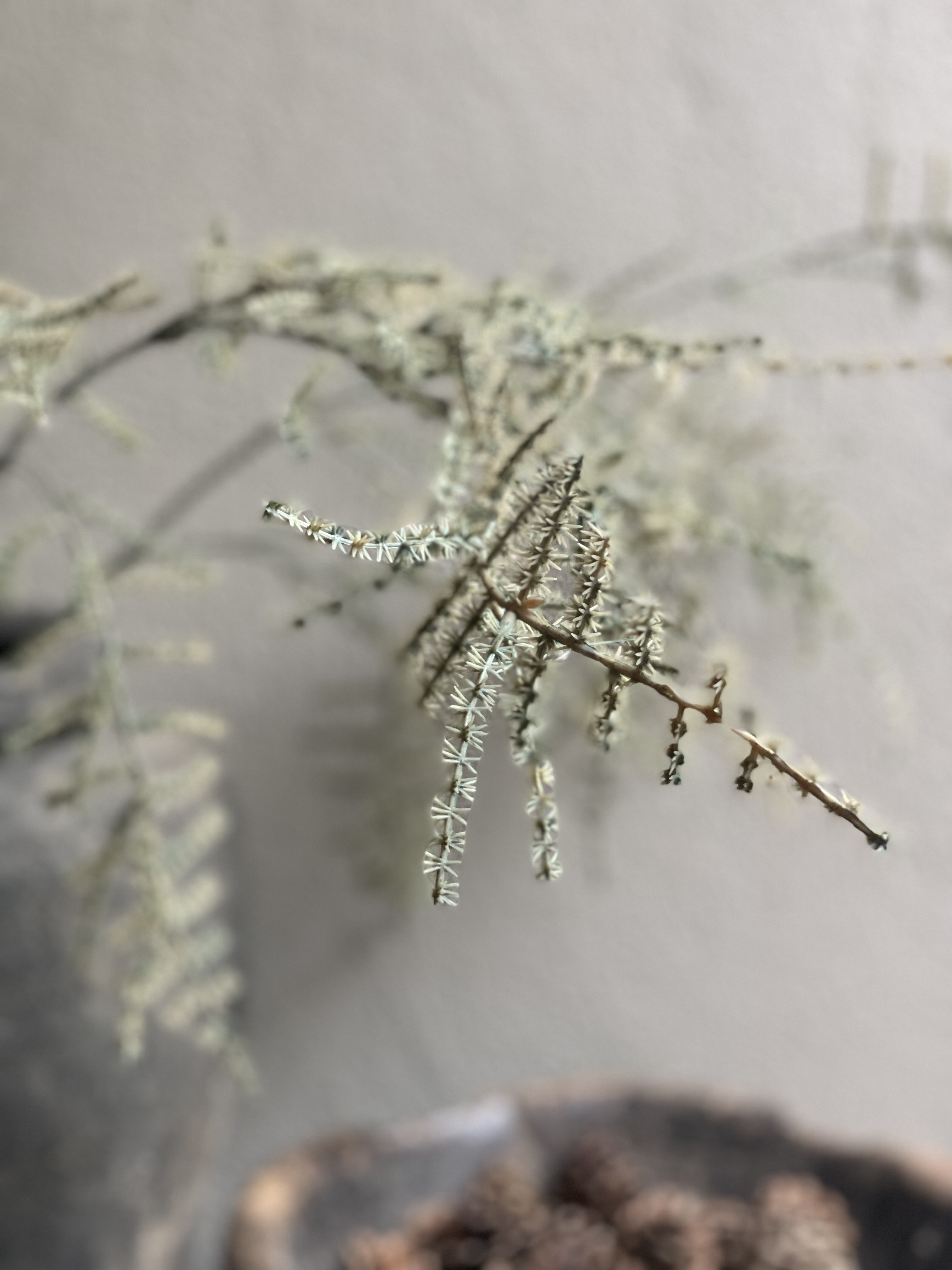 Asparagus imitatie kunst prachtige grote tak decoratie decoratietak landelijk sober groen grijs grey