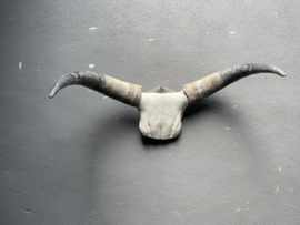 Groot gewei schedel buffel bull koe met hoorns kop