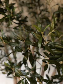 Prachtige grote kunst imitatie olijfboom olijfstruik 200 cm 2 meter