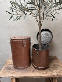 Prachtige olijf olijfboom plant struik 150 cm olive tree