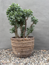 Prachtige grote echte jadeplant 80 cm groot grillige stam grey groen