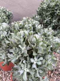 Prachtige grote echte jadeplant 80 cm groot grillige stam grey groen