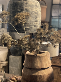 Prachtige sobere Decoratietak berenklauw kunst decoratie tak bloem