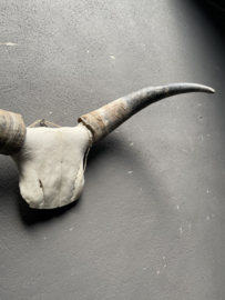 Groot gewei schedel buffel bull koe met hoorns kop