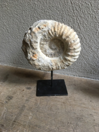 Eeuwenoude steen fossiel ammonite hardsteen ornament steen arduin zandsteen beige grijs schelp vorm op statief landelijk sober
