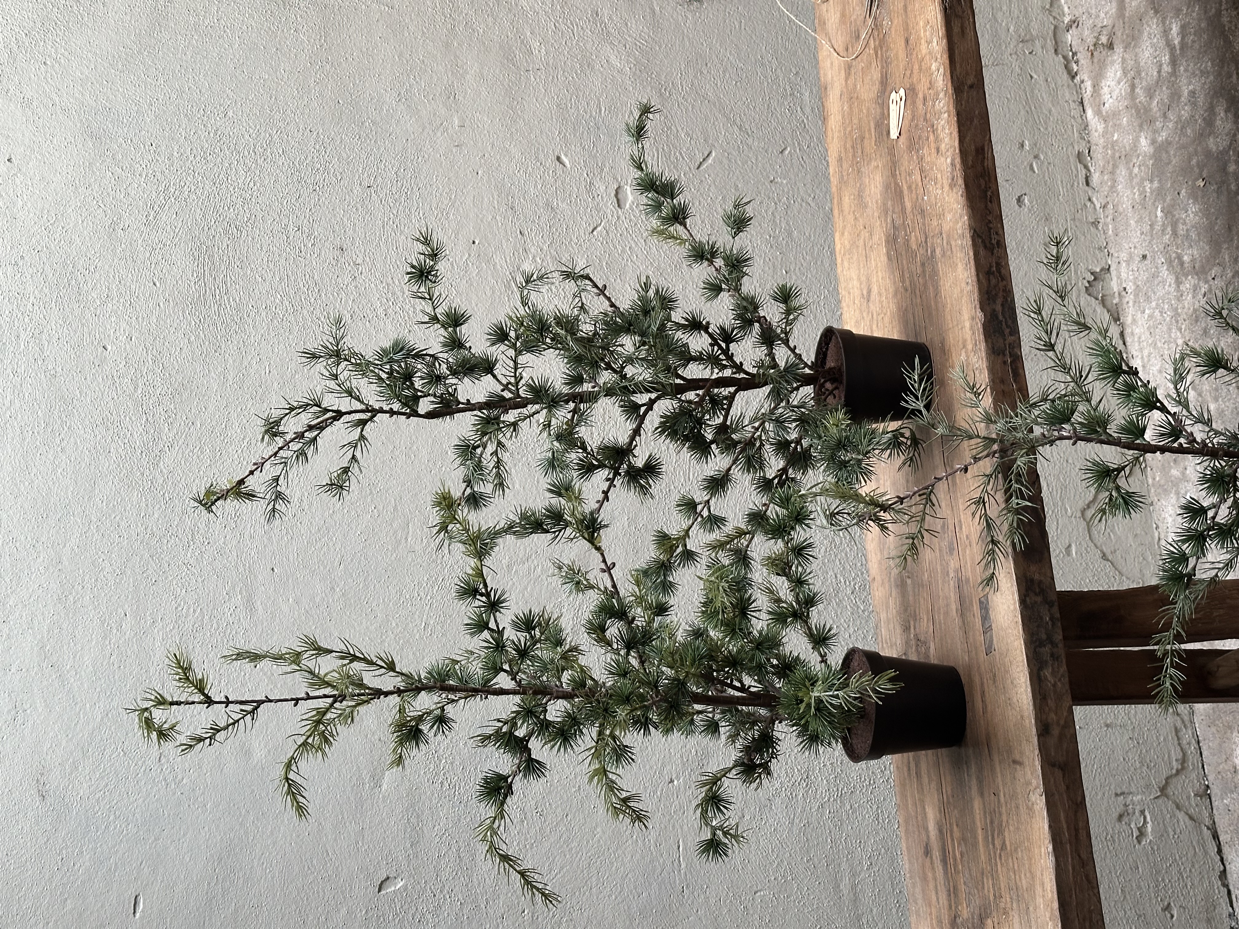 Picea fantasia boompjes s 90cm