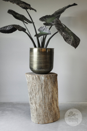 Prachtige grote vergrijsd houten zuil sokkel pilaar boomstronk stam H70 x 47 cm