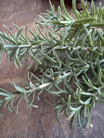 Rozemarijn bush bosje plantje steker green grey kunst 33 cm