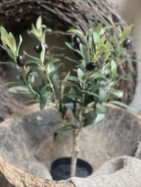 Imitatie olijfboom olijf live tree plantje boompje 50 cm