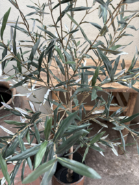 Prachtige olijf olijfboom plant struik 150 cm olive tree