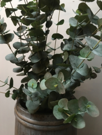 Prachtige grote eucalyptus plant imitatie kunst decoratie 120 cm