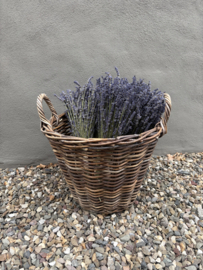 Bos lavendel bosje lavender 45 cm