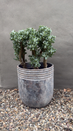 Prachtige grote echte jadeplant 80 cm groot grillige stam grey groen