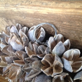 Mooie krans bakuli wreath 40 cm vergrijsd white grey wash beuk beukenootjes