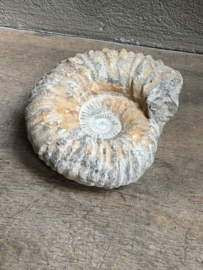 Eeuwenoude steen fossiel ammonite hardsteen ornament steen arduin zandsteen beige grijs schelp vorm op statief landelijk sober