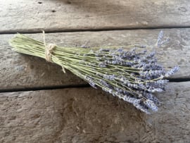 Bos lavendel bosje lavender 45 cm