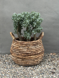 Prachtige grote echte jadeplant 80 cm groot grillige stam grey groen
