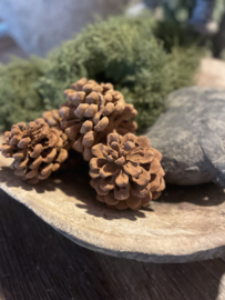 Heerlijk naar kaneel cinnamon geurende dennenappels geur