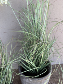 Prachtige groene plant gras wildwortel  kunst met witte bloemen bloesem in pot 60 cm