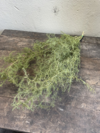 Bundel wilde asparagus 70 cm decoratie landelijke stijl groen takken