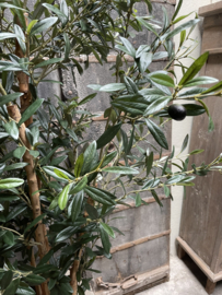 Prachtige kunst olijfplant 190 cm  olijfboom imitatie Olijf olive tree