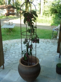 Smeedijzeren ornament  obelisk klimplant 100 cm