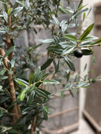 Prachtige kunst olijfplant 190 cm  olijfboom imitatie Olijf olive tree